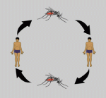 ျခင္မွလူကို ကူးစက္သည့္ေသြးလြန္ တုပ္ေကြးေရာဂါ