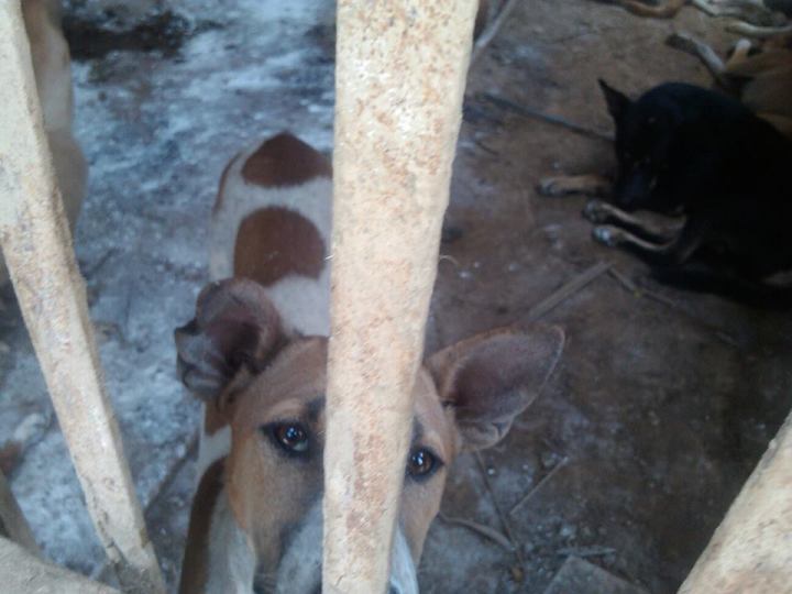 ပုလိပ္ မွာ အဖမ္းခံ ထား ခဲ့ ရတဲ့ ေခြးမ်ား Photo - Saving Homeless Dogs Association - from mdy